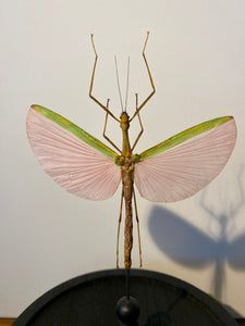 Globe phasme marmessoidea