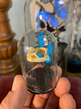 Charger l&#39;image dans la galerie, Petit globe contenant un véritable crâne de crapaud
