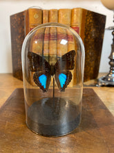 Charger l'image dans la galerie, Globe papillon
