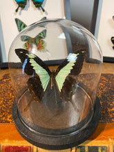 Charger l&#39;image dans la galerie, Globe papillon
