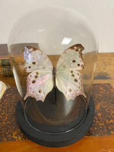 Globe papillon