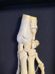 Cadre patte de porc