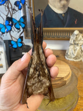 Charger l&#39;image dans la galerie, Véritable chauve-souris hipposideros diadema
