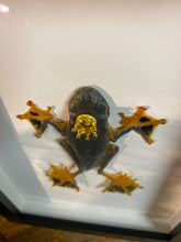 Charger l&#39;image dans la galerie, Cadre véritable grenouille « Prince charmant! » rhacophorus reinwardtii
