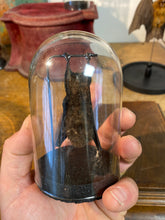 Charger l'image dans la galerie, chauve-souris sous globe
