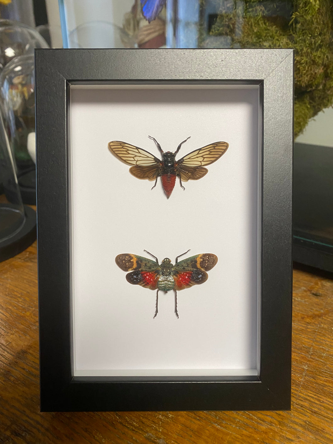 Cadre duo d’insectes