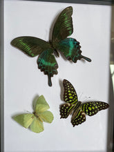 Charger l&#39;image dans la galerie, Cadre trio de papillons
