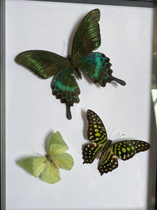 Cadre trio de papillons
