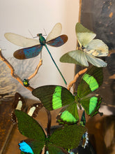 Charger l&#39;image dans la galerie, Globe envolée de papillons et demoiselles
