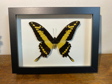 Charger l&#39;image dans la galerie, Cadre papillon « papilio thoas cinyas »
