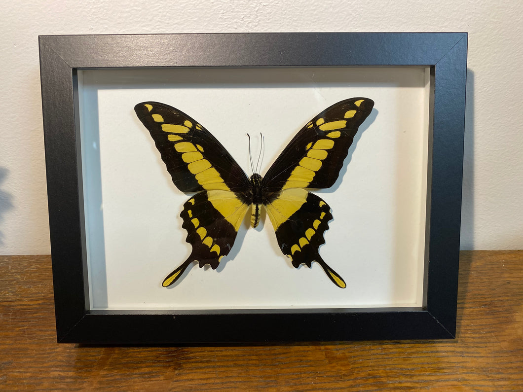 Cadre papillon « papilio thoas cinyas »