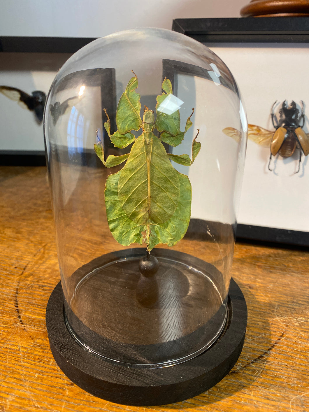 Phasme feuille sous globe en verre