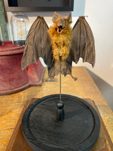 Charger l'image dans la galerie, Chauve-souris ailes ouvertes sous globe
