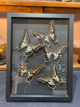 Charger l'image dans la galerie, Cadre envolée de papillons
