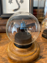 Charger l'image dans la galerie, Globe bulle xylocopa caerula
