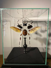 Charger l&#39;image dans la galerie, Eclaté de scarabée sous vitrine
