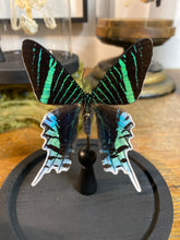 Charger l&#39;image dans la galerie, Papillon urania leilus sous globe en verre
