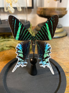 Papillon urania leilus sous globe en verre
