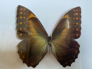 Cadre papillon Morpho Telemachus