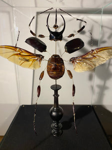 Eclaté de scarabée sous vitrine