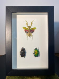 Cadre trio d’insectes