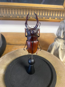 Globe en verre avec prosopocoilus astacoides