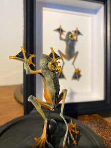 Véritable grenouille « prince charmant » rhacophorus sous globe