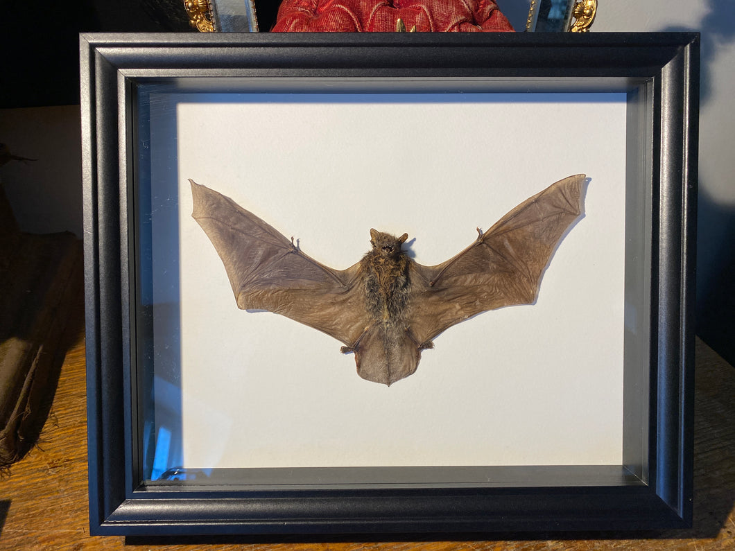 Cadre chauve souris