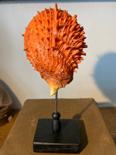 Charger l&#39;image dans la galerie, Coquillage spondylus
