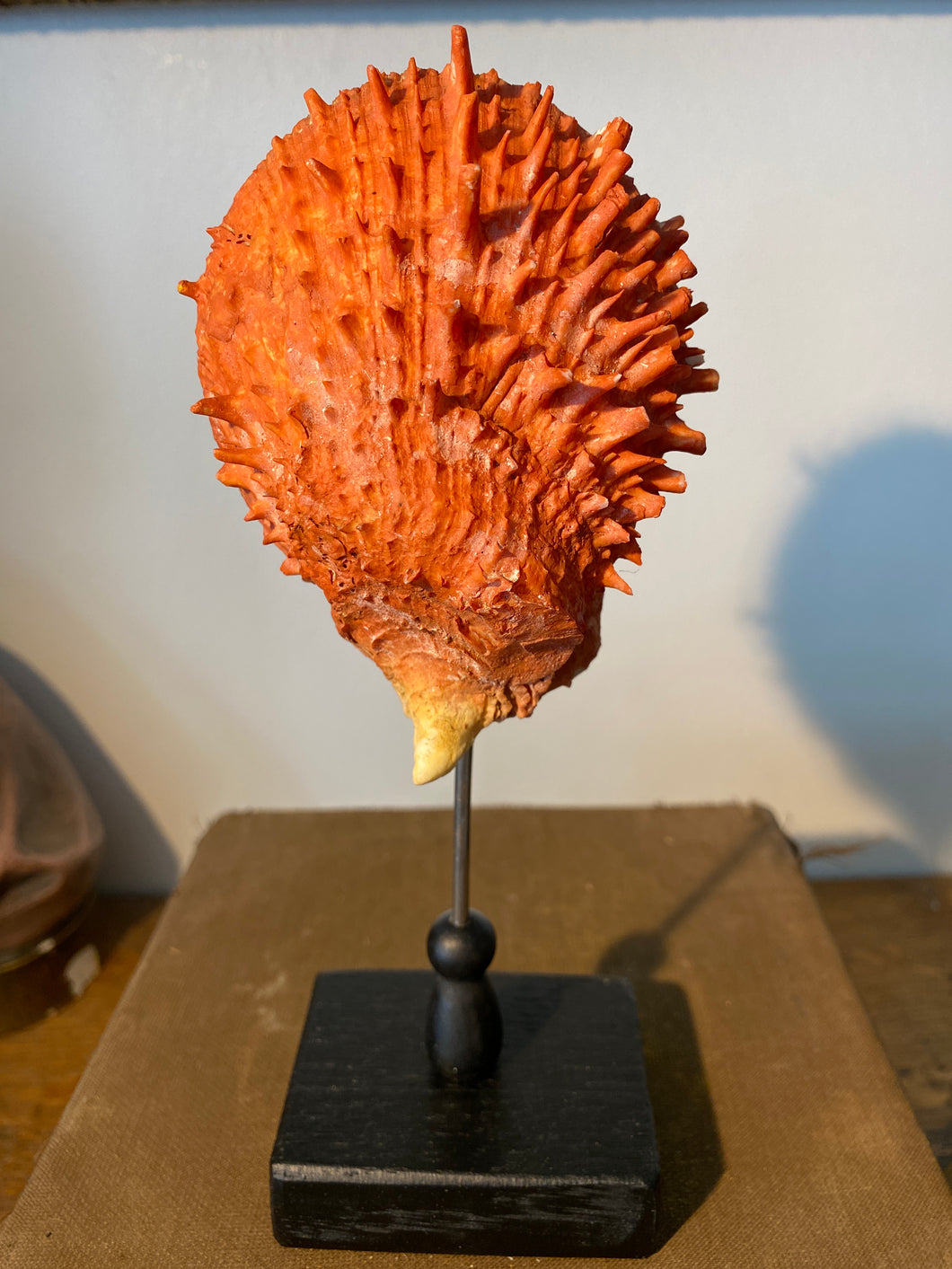 Coquillage spondylus