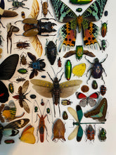 Charger l'image dans la galerie, Cadre aux insectes
