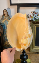 Charger l&#39;image dans la galerie, Coquillage Melo diadema grand modèle
