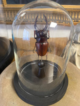 Charger l&#39;image dans la galerie, Globe en verre avec prosopocoilus astacoides
