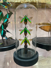 Charger l'image dans la galerie, Globe trio de chrysochroa fulminans
