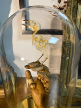 Charger l&#39;image dans la galerie, Squelette d’oiseau sur main articulé en bois
