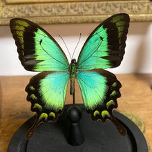 Charger l&#39;image dans la galerie, Papillon sous globe en verre (papilio lorquinianus)
