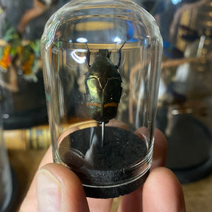 Petit globe plaesiorrhina