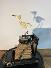 Charger l&#39;image dans la galerie, « Le petit oiseau est sorti!!
