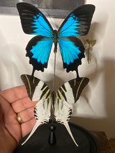 Charger l&#39;image dans la galerie, Globe duo de papillons
