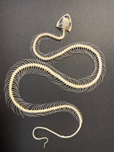 Charger l&#39;image dans la galerie, Cadre squelette de serpent
