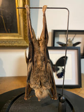 Charger l&#39;image dans la galerie, Chauve-souris eonycteris sous globe en verre
