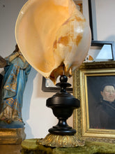 Charger l&#39;image dans la galerie, Coquillage Melo diadema grand modèle
