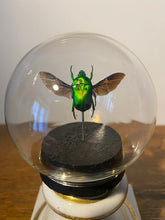 Charger l&#39;image dans la galerie, Globe bulle heterorrhina sexlaculata

