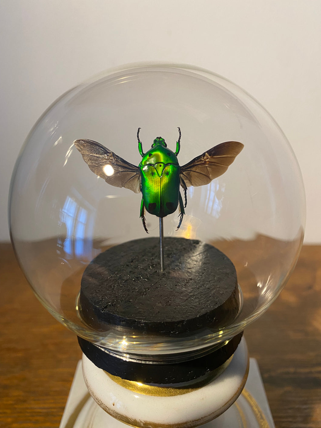 Globe bulle heterorrhina sexlaculata