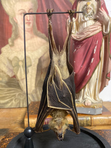 Chauve-souris eonycteris sous globe en verre