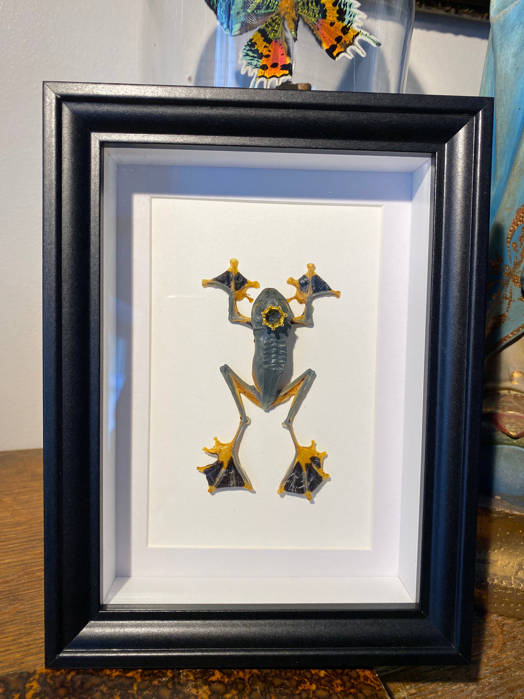 Cadre véritable grenouille « Prince charmant! » rhacophorus reinwardtii