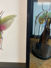 Charger l&#39;image dans la galerie, Cadre sauterelle Chondacris rosea
