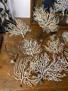 Lot de 15 gorgones d’Atlantique