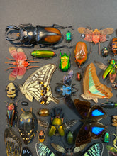 Charger l'image dans la galerie, Cadre aux insectes

