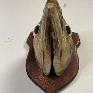Tête de poisson naturalisé